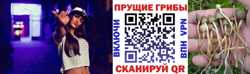 Галлюциногенные грибы Cubensis  цены   Орск 